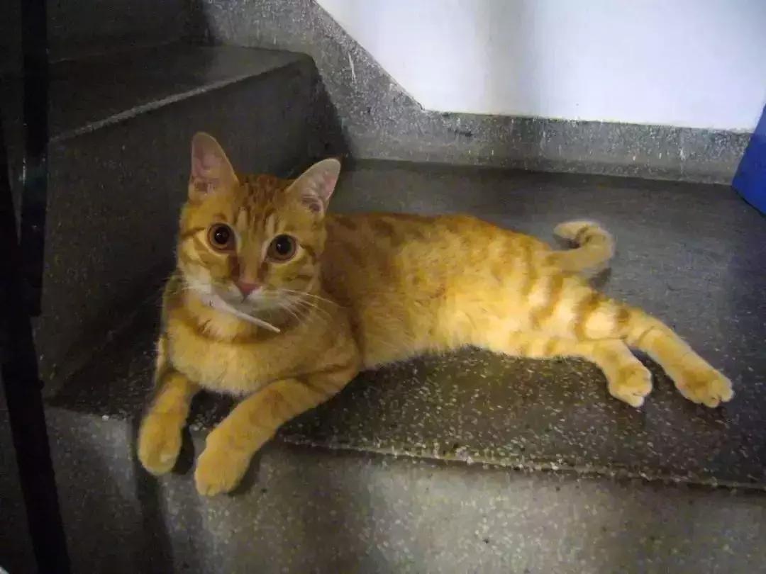 如何用猫条训练猫咪握手,铲屎官学猫咪姿势