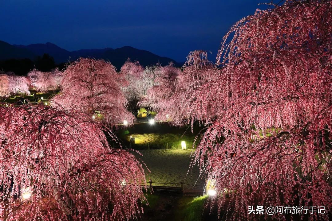 日本花海,日本30个最美花海