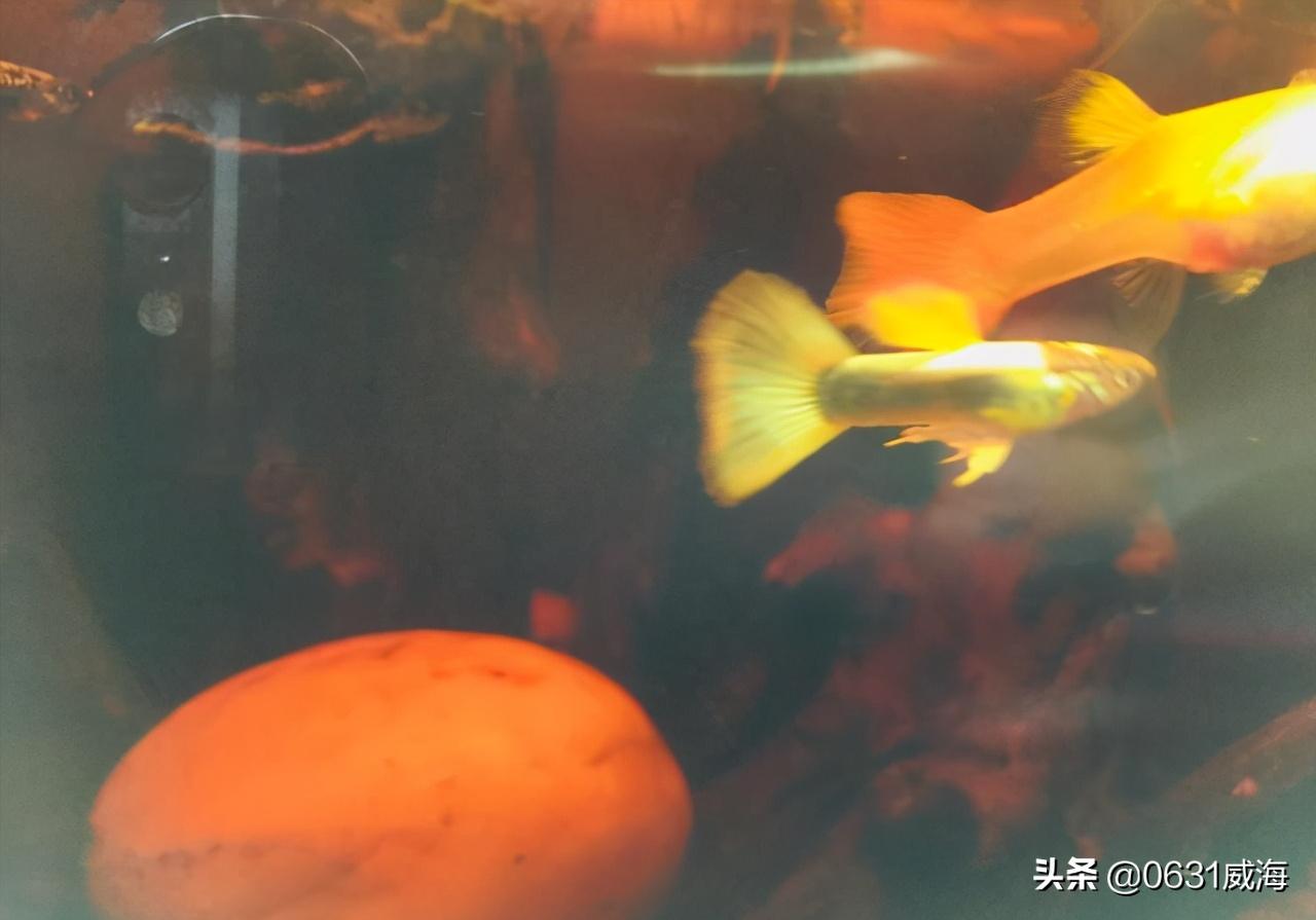 孔雀鱼太多了怎么分缸养,孔雀鱼刚入缸需要注意什么