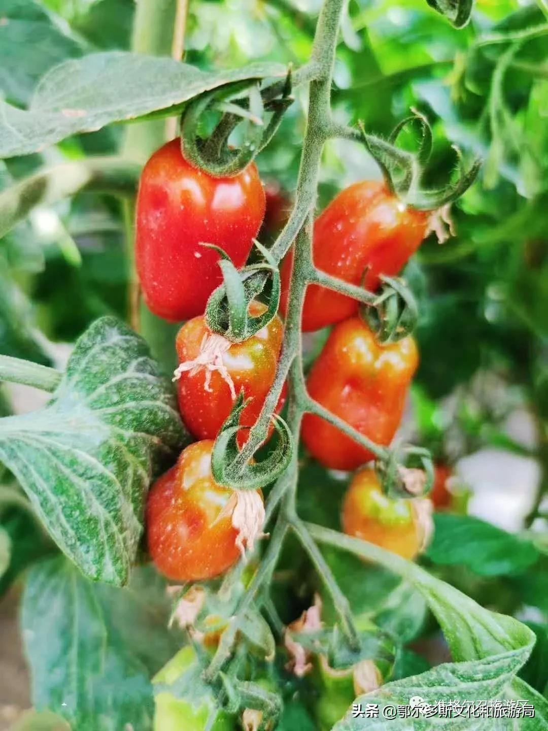 国庆去内蒙古旅游景点,国庆去哪儿最好玩内蒙