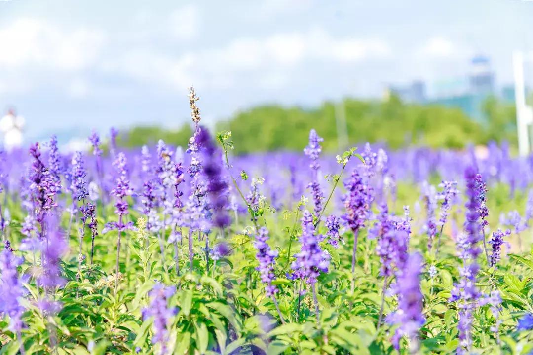 深圳十大一日游景点,深圳十大免费公园景点大全