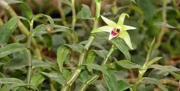 养的花不生长怎么办,养的花不生根是什么原因