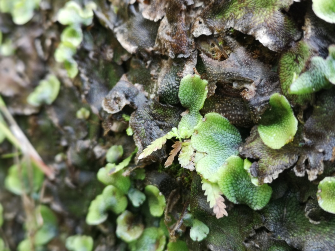 竹林深处探宝——只为了那一棵黄精