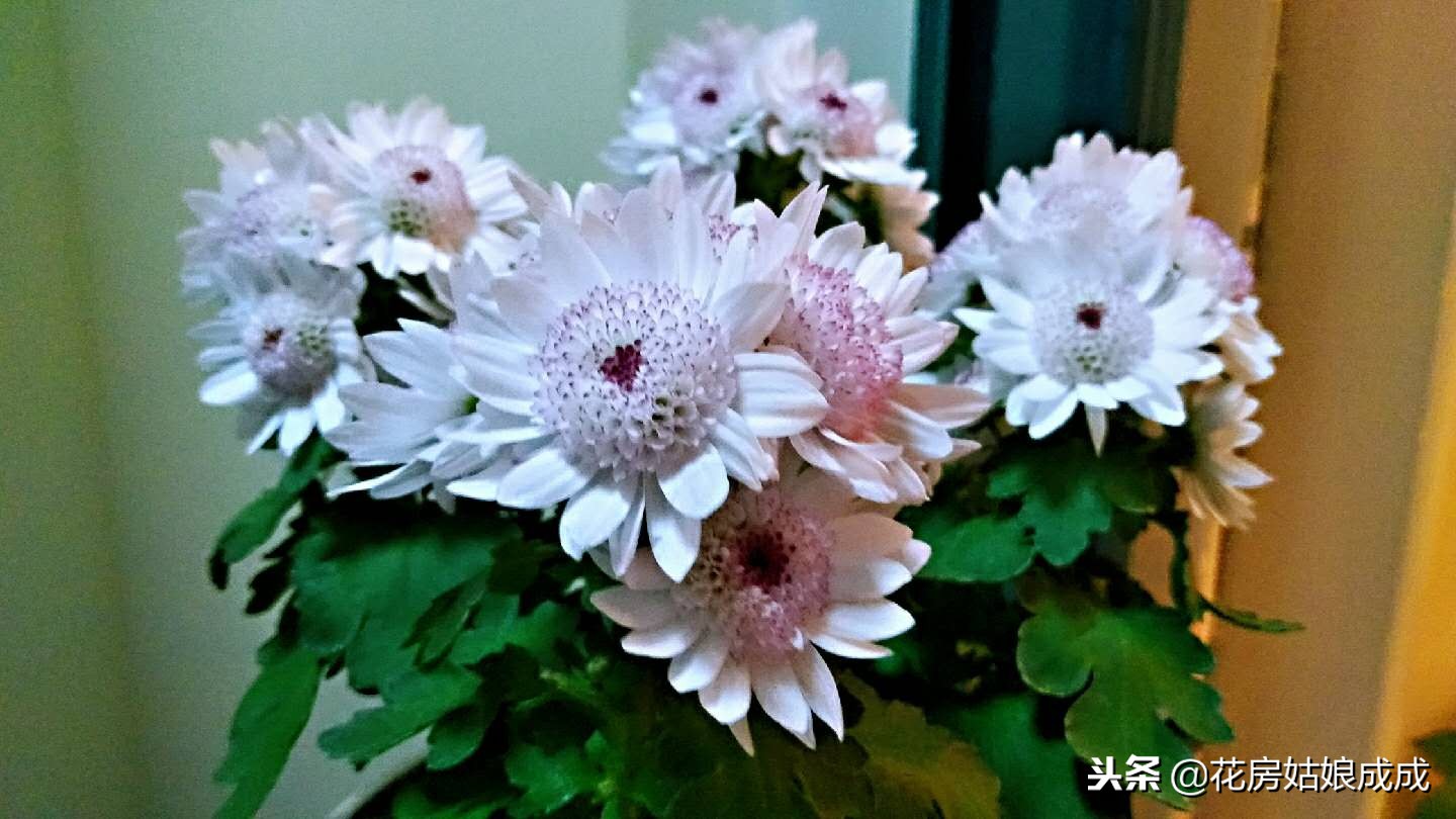 花盆中的土板结用什么方法,花盆里的土壤板结了怎么办