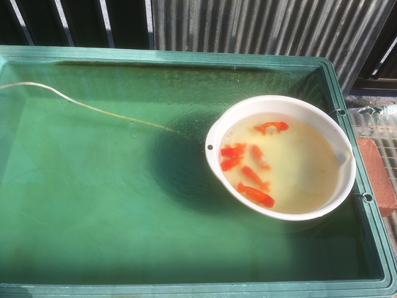 兰寿金鱼怎么养才能活得长久,兰寿金鱼当年好养还是两年好养