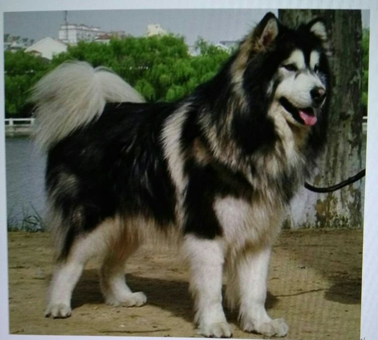 俄罗斯工作与生活,在俄罗斯工作的回忆