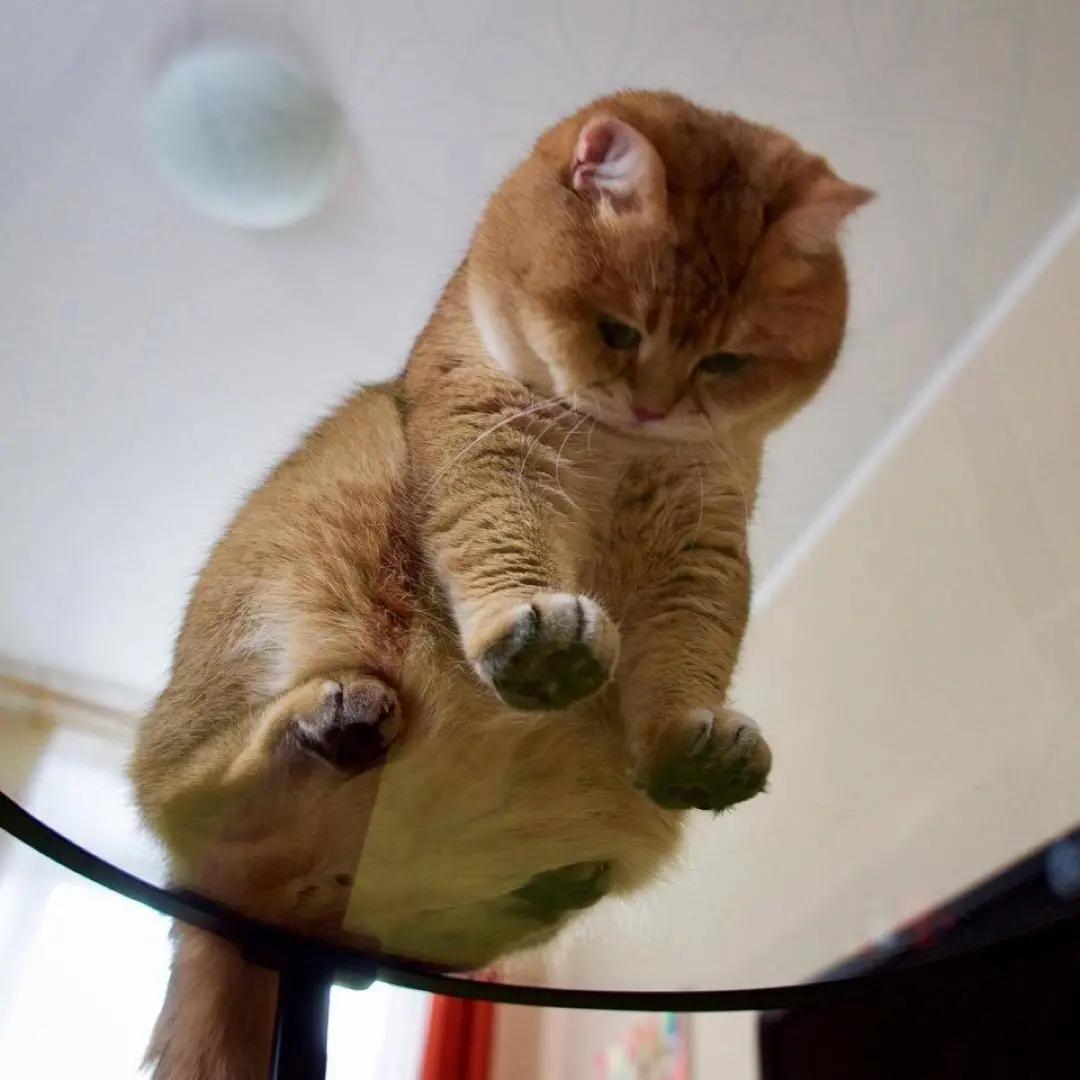 猫咪各阶段正常体重对照,猫咪体重多重才算正常英短