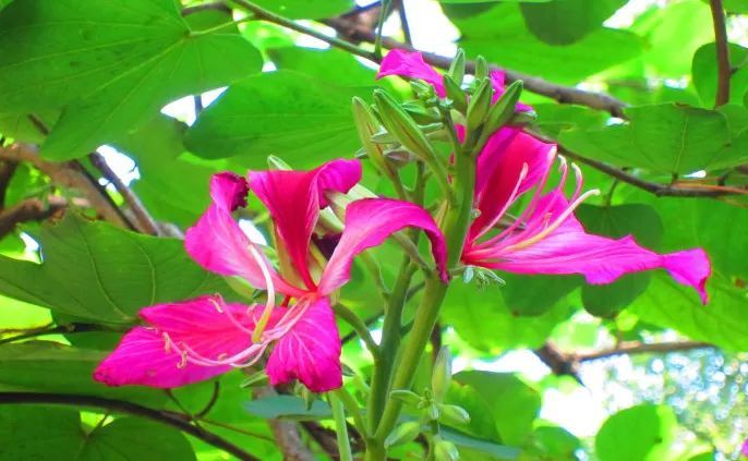 100种常见观叶植物图鉴史上最全,农村常见的100种植物