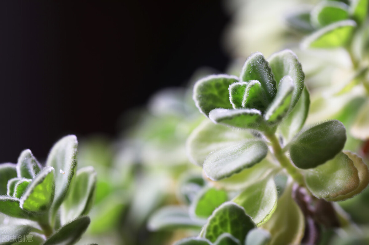 驱赶蚊虫最好养的植物,家里蚊子太多防蚊虫的花草