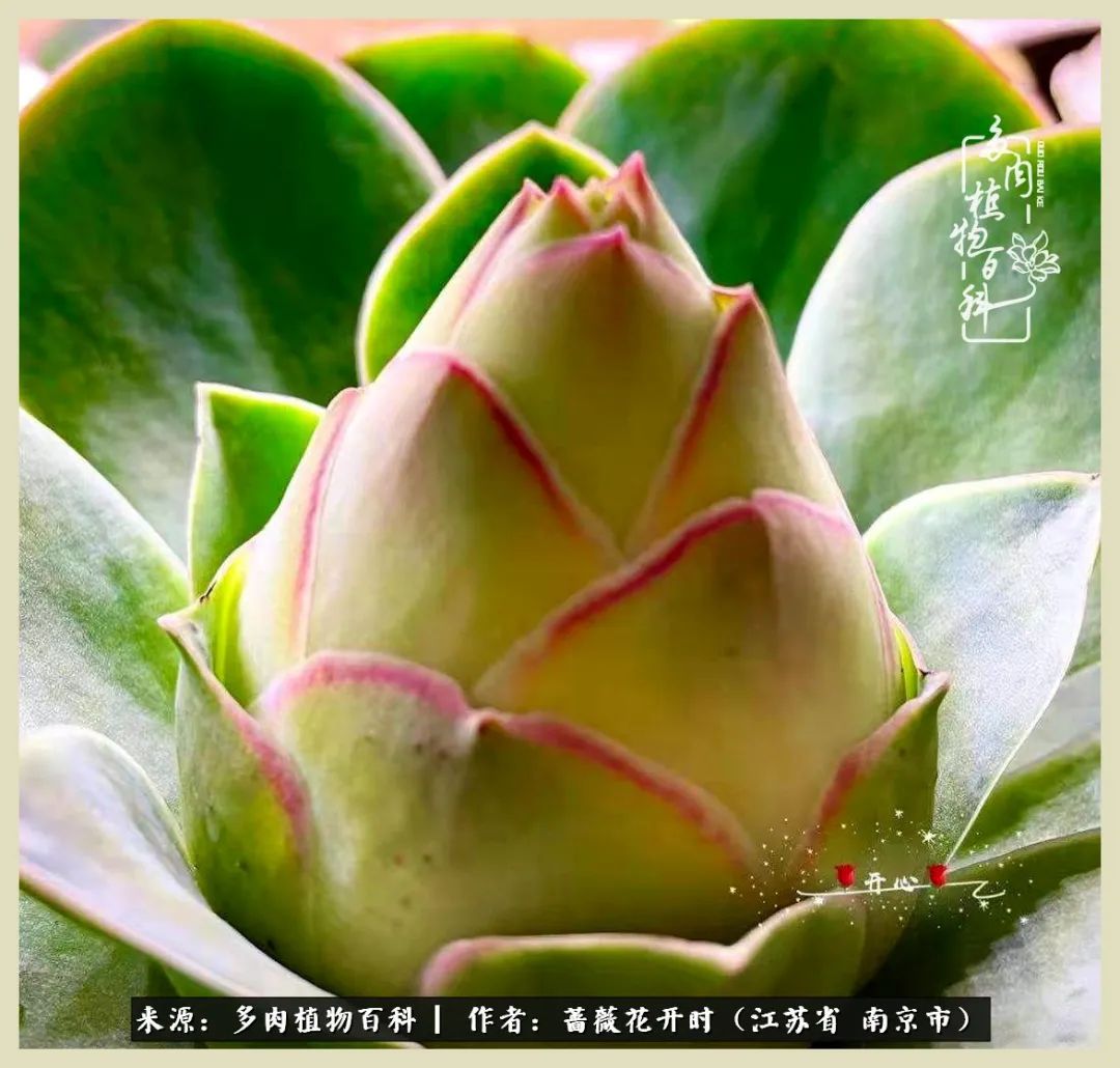 又见颜的妩媚，色的诱惑！这些山地玫瑰礼盒惊艳了眼眸