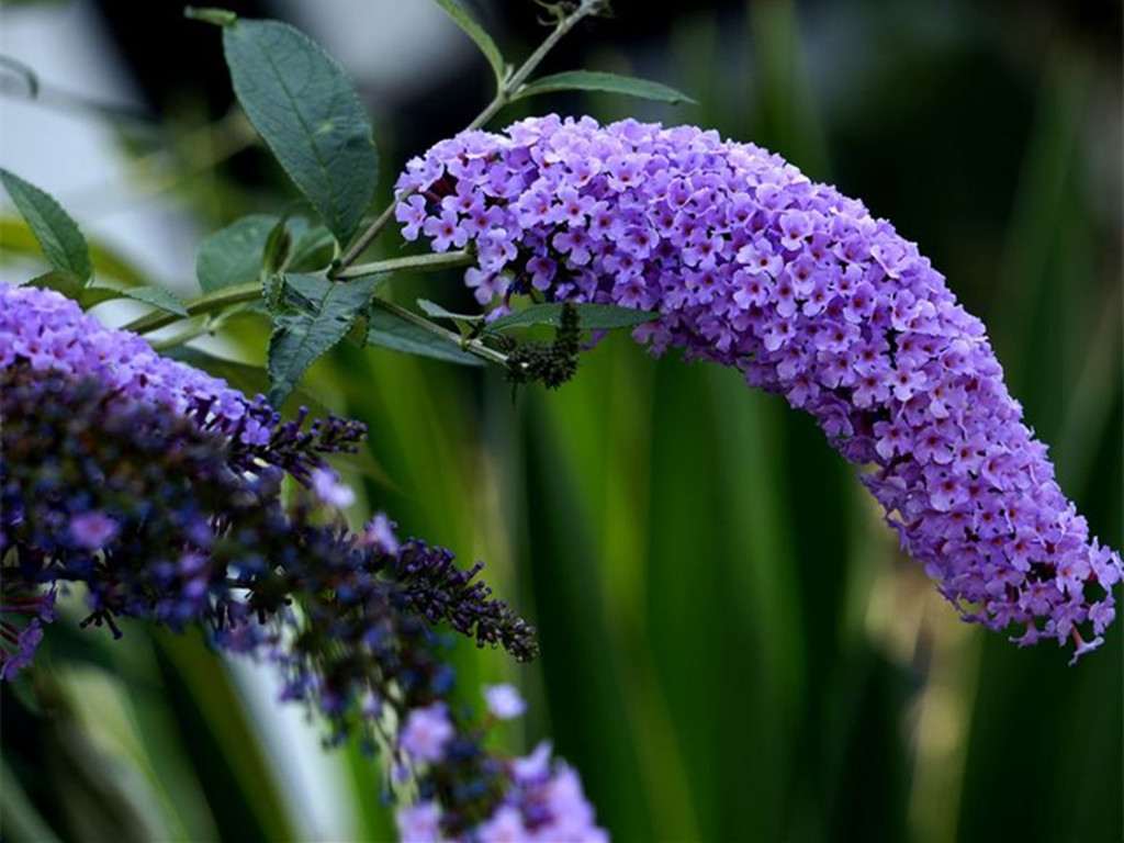 常见易养草花有哪些花卉,草花品种及花名图片欣赏大全