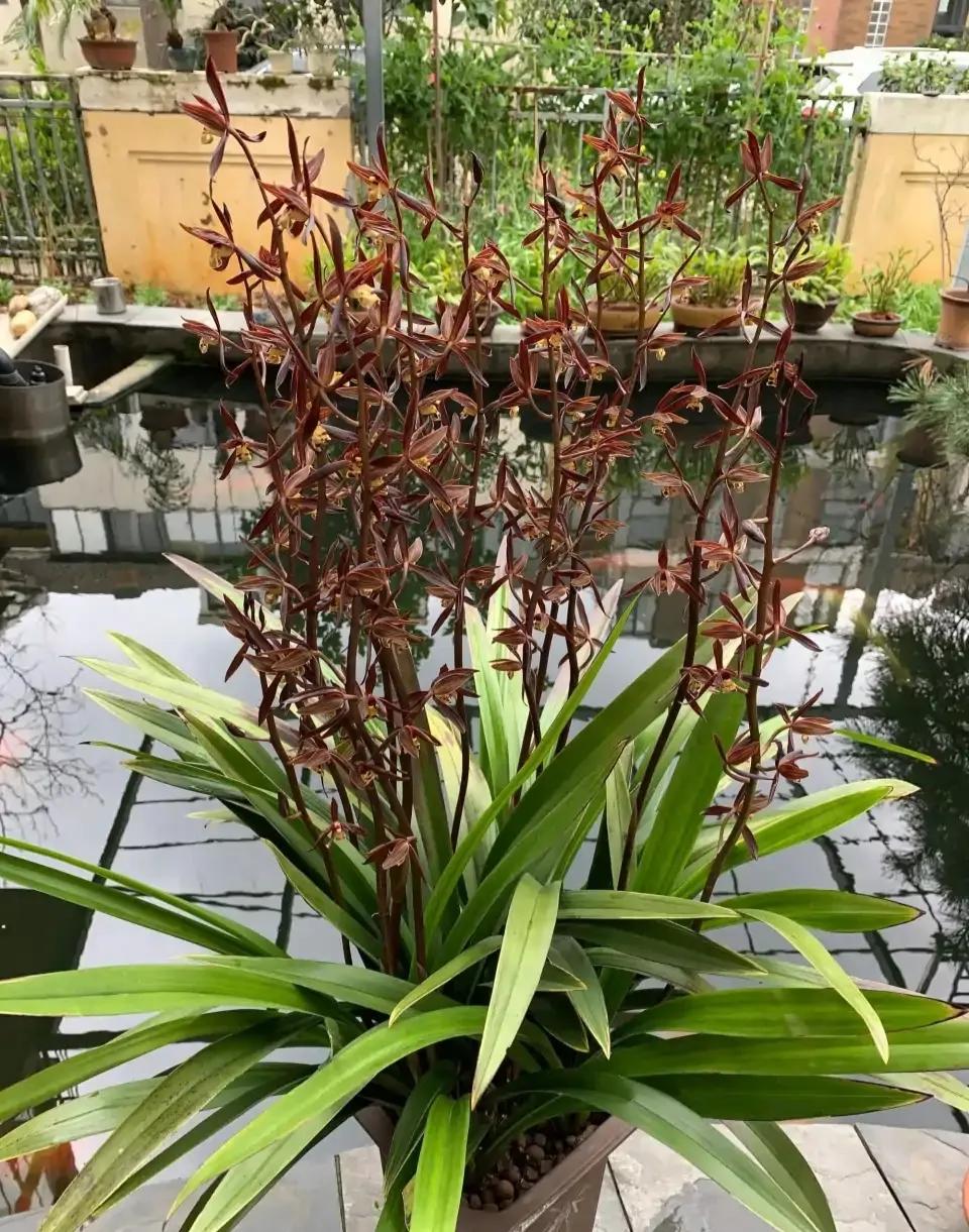 什么兰花最好养又香又好看,推荐几款香味俱全好养的兰花