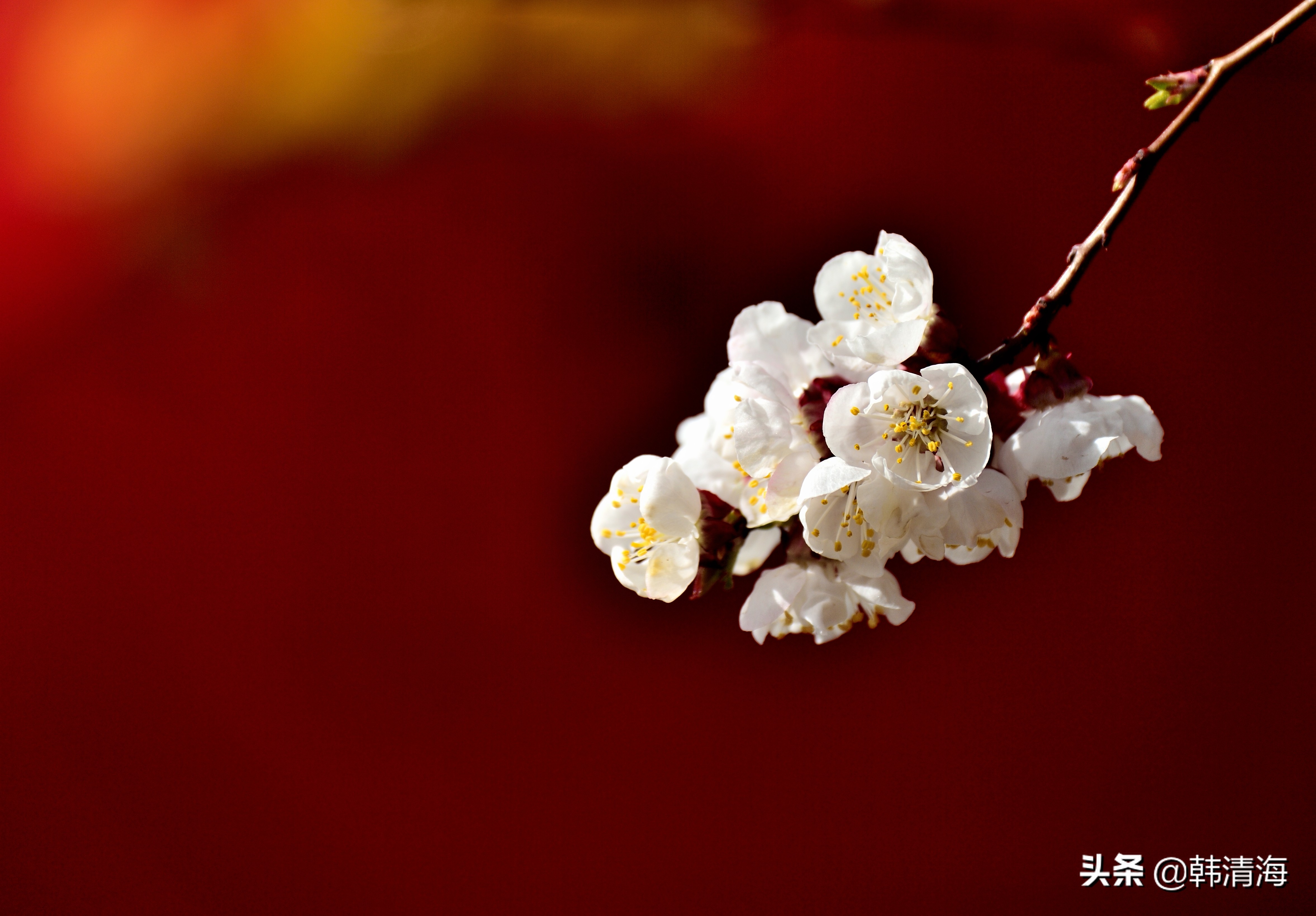 天津市南开区水畔花园新房,天津杏花什么时候开花