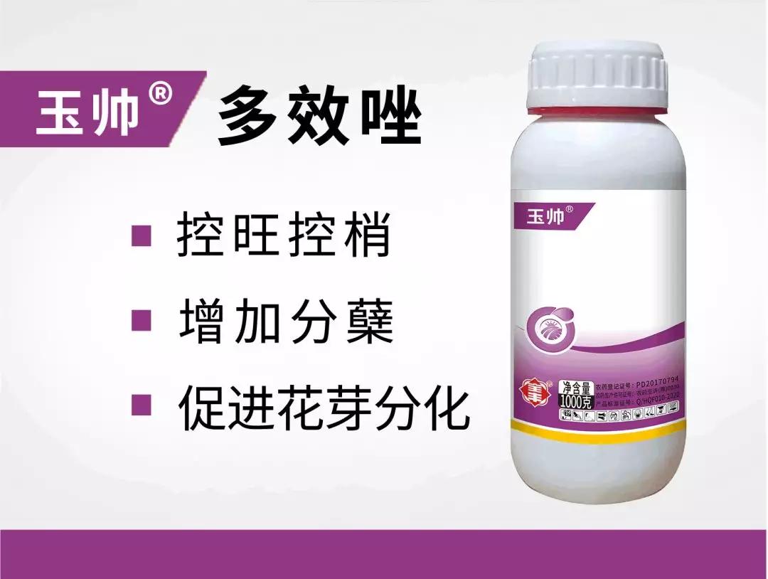 土豆旺长要不得，全丰调控有妙招