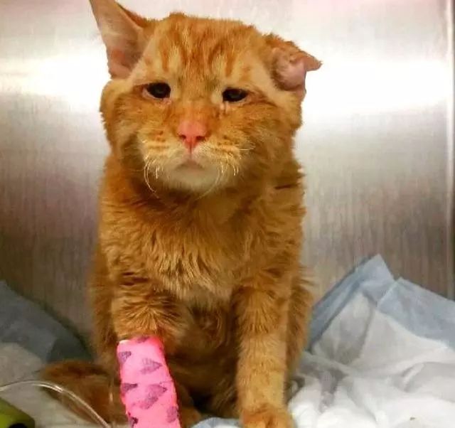 苦瓜脸的喵星人,苦瓜脸猫咪