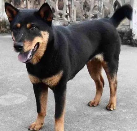 狗狗肠胃不好吃点什么食物比较好,狗狗不能吃的几种食物你了解多少