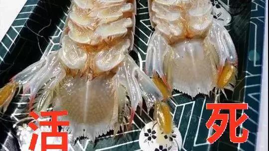 如何挑选皮皮虾的正确方法,皮皮虾该怎么选到母的