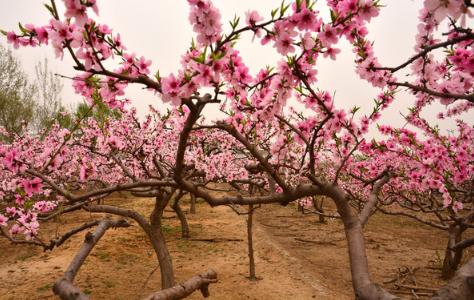 心理测试选一朵花测你的性格,心理测试测你近期会有什么机遇
