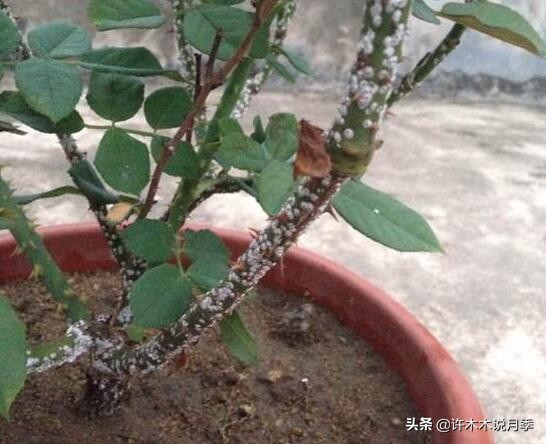 月季病害通用药,月季病害的必备药物