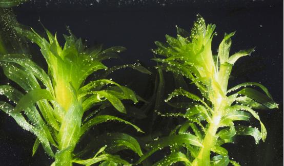 虾蟹最喜爱的水草,沉水植物伊乐藻属于藻类植物