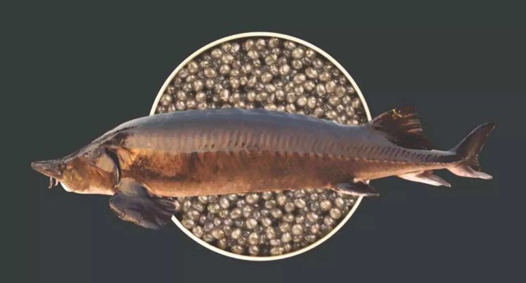 淡水鱼之王是欧鳇吗,世界上最大的淡水鱼欧洲鳇