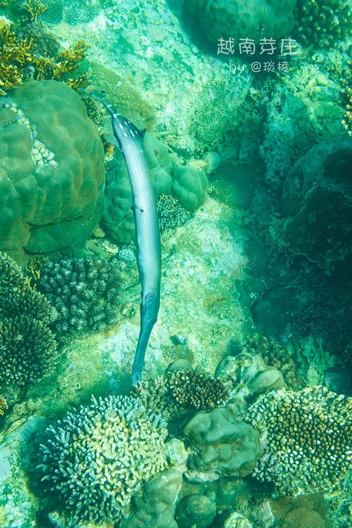 中国可浮潜的海湾,世界最美且可以浮潜十大海滩