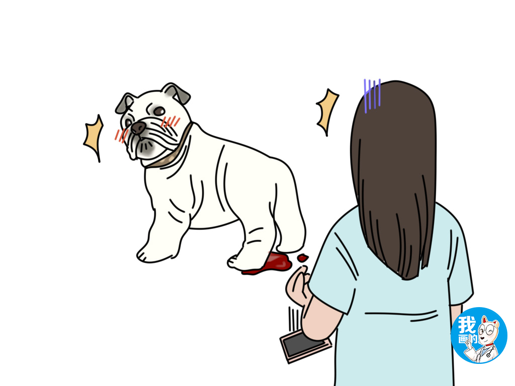 养母狗的十大注意事项,为什么不建议新手养母狗