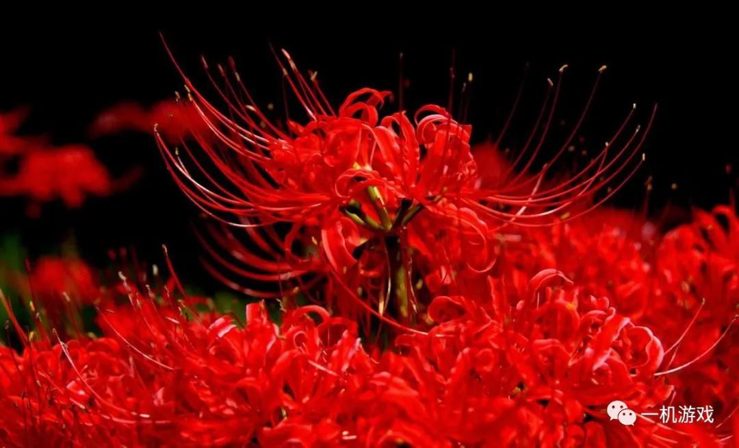 自带色孽MOD的暗黑地牢?不,这个游戏,美而不淫