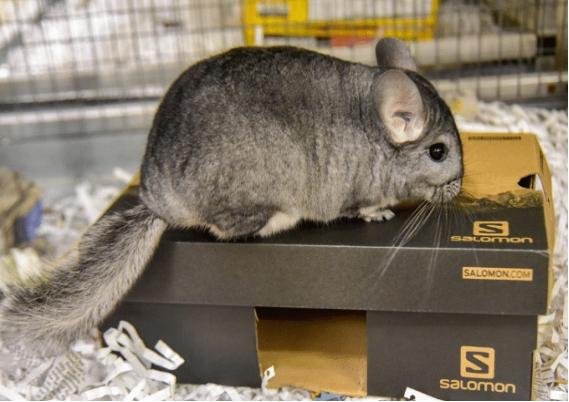 龙猫像老鼠为什么叫猫,像猫又像仓鼠一样的动物