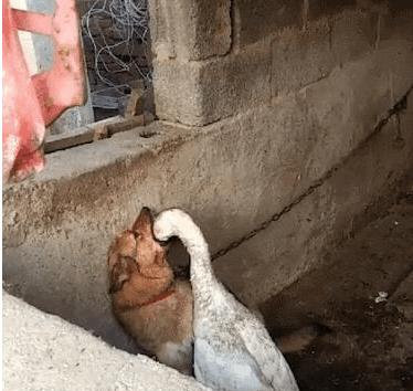 为什么蛇不敢碰鹅屎,为什么蛇不敢咬鹅