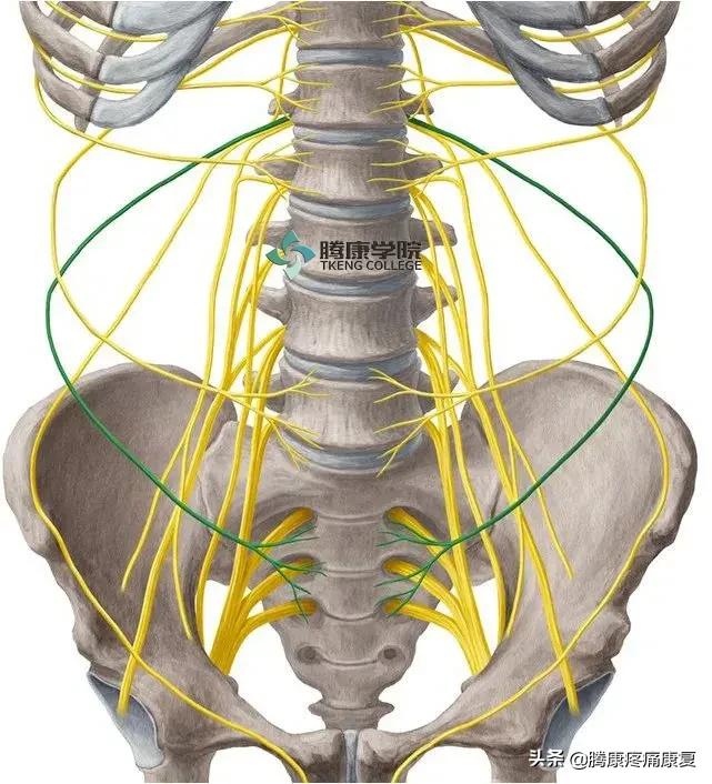 最全!脊神经系统汇总
