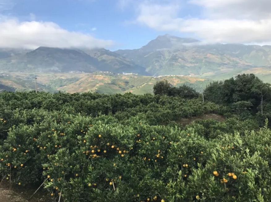 褚橙营销现状及案例分析,褚橙的销量2个亿是真的吗