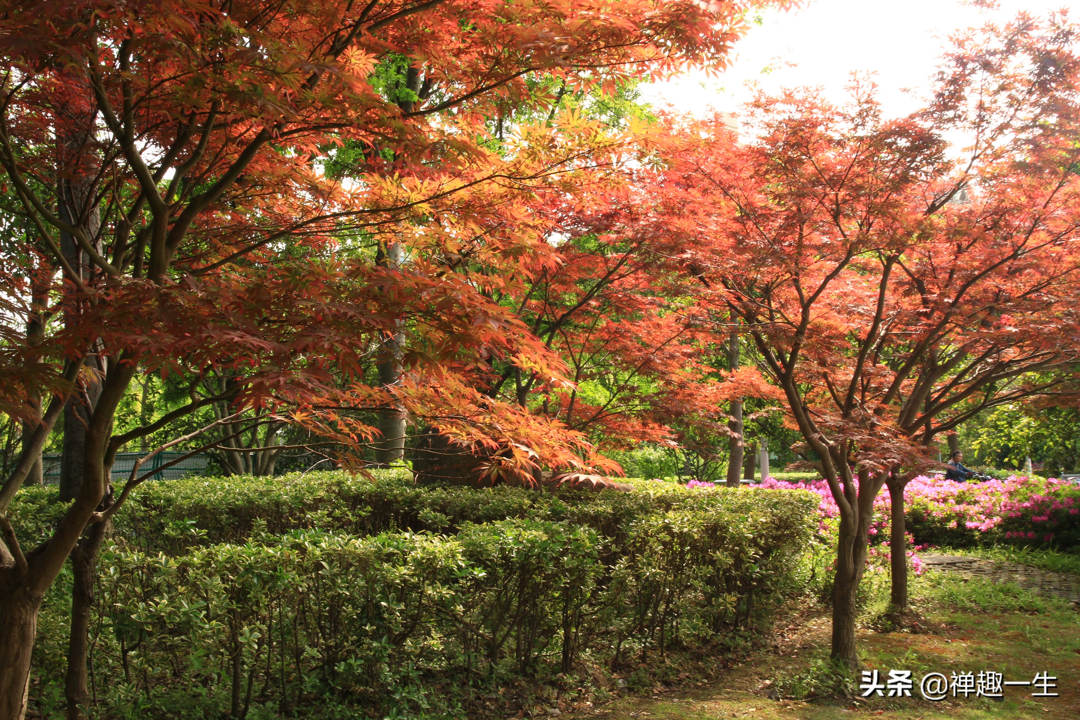 九曲江湾，十里湿地，鸟语花香，沪上最美中心城区，您去过吗？