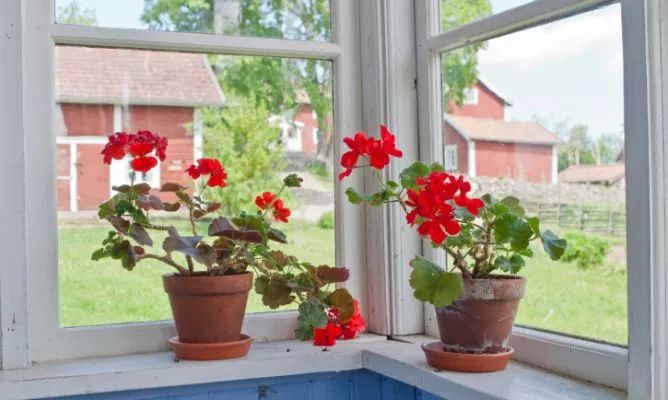 天竺葵要怎么养才能开花,天竺葵夏季怎么养能开花