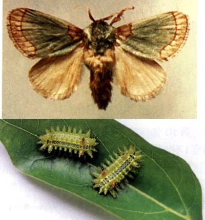 最毒的毛毛虫是哪一只,史上十大最毒毛毛虫排行榜