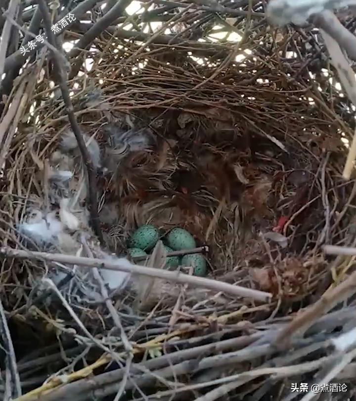 喜鹊趁户主不在家，在窗户上筑了3个窝，把半扇窗户堵得严严实实