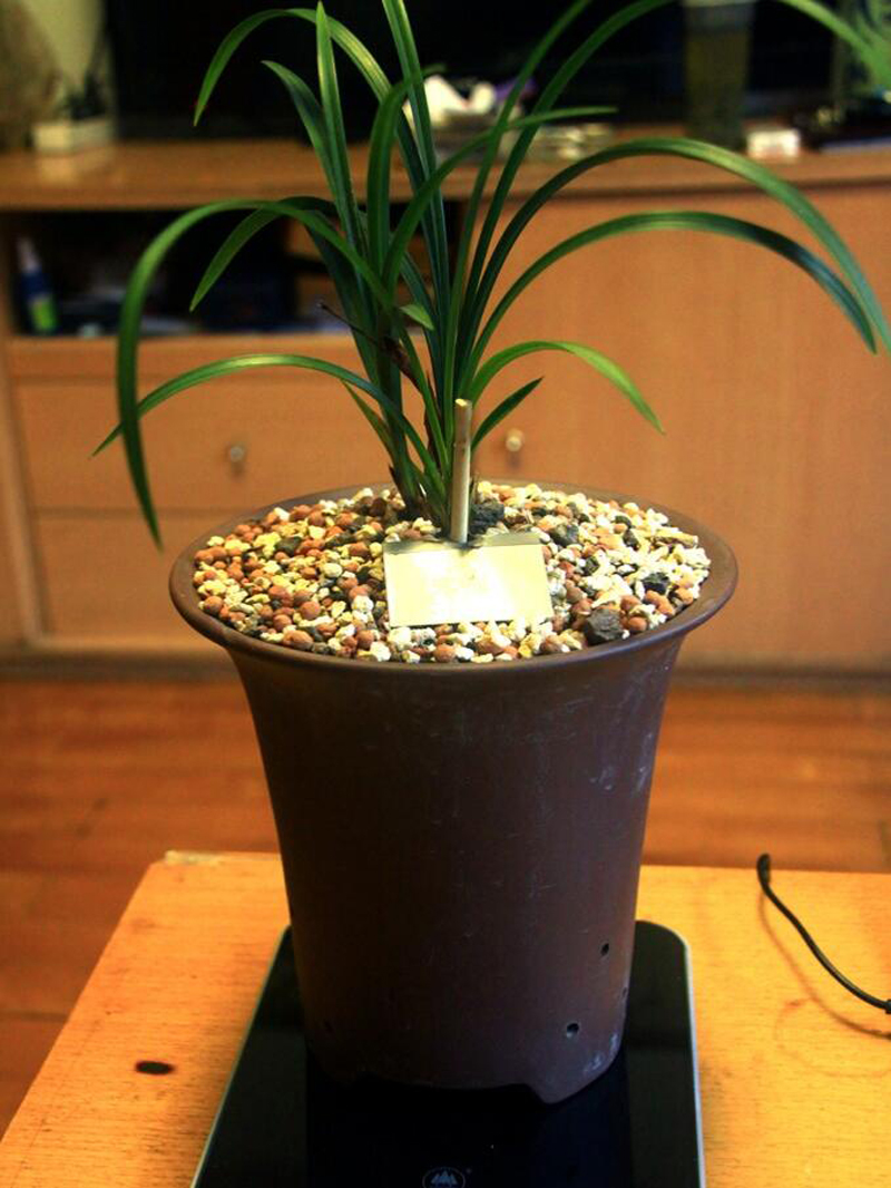 兰花发黄叶尖发黑怎么回事,兰花叶片发黄的原因和处理方法