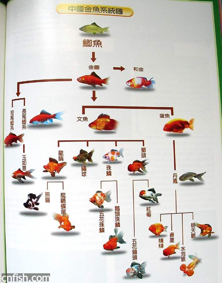 金鱼都有哪些品种图片说明,金鱼分为哪四大品种及其特点
