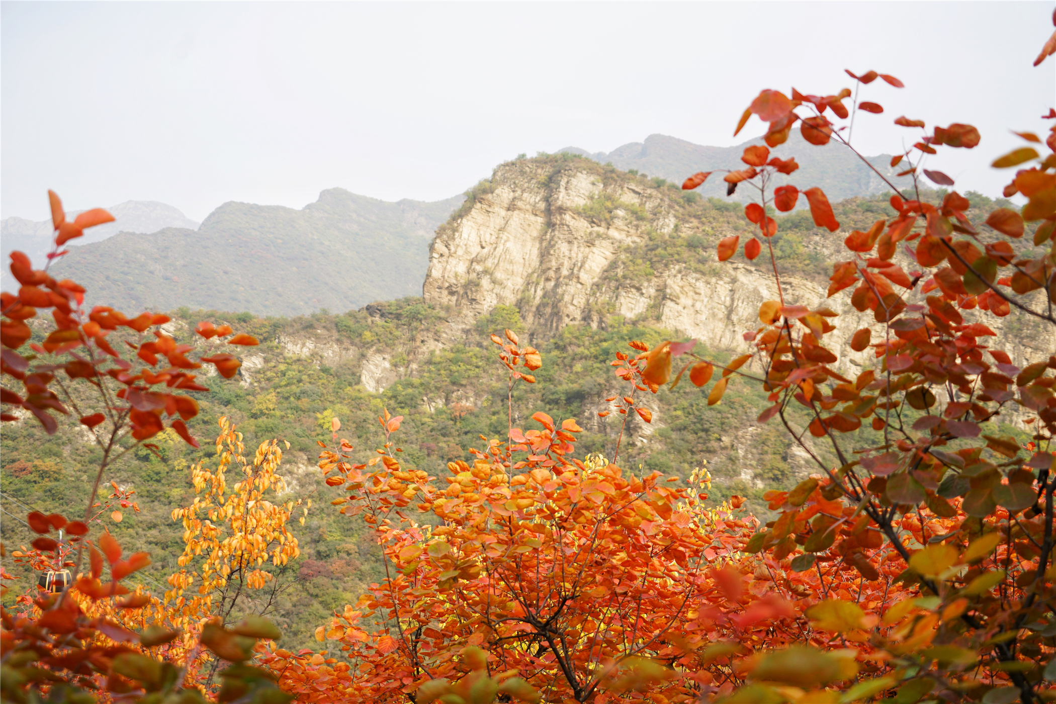 赏红叶最佳目的地,房山坡峰岭红叶最佳观赏
