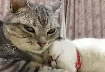 怎么帮猫咪去跳蚤,如何帮小猫咪去掉跳蚤