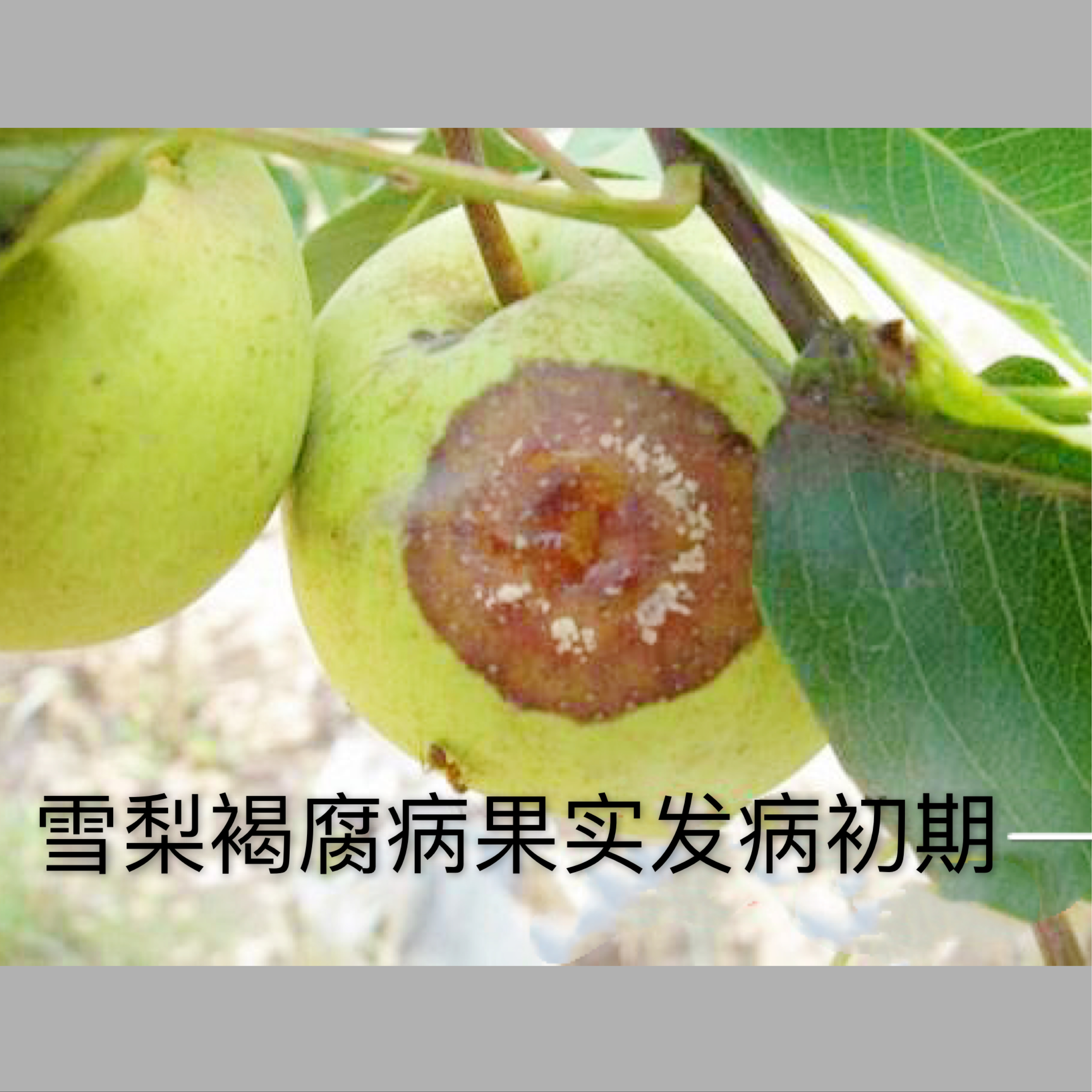 怎样防治晚秋黄梨烂果,梨褐腐病防治方法