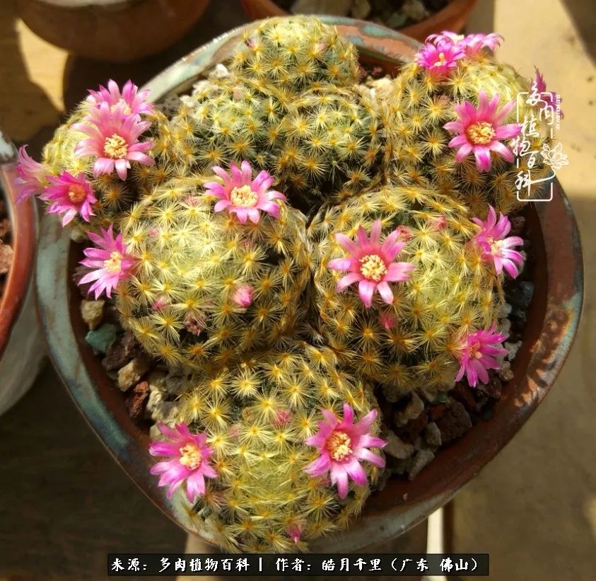 多肉娇气养不活多肉的10个秘密,养多肉是件很治愈的事情