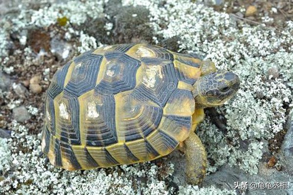 乌龟为什么不吃鱼也不吃东西,乌龟立秋后就不吃食物了吗