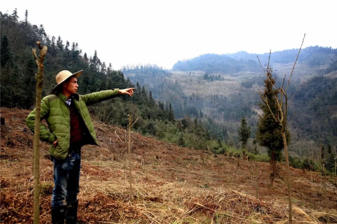 汶川村民种下樱花树,促进全村致富增收!