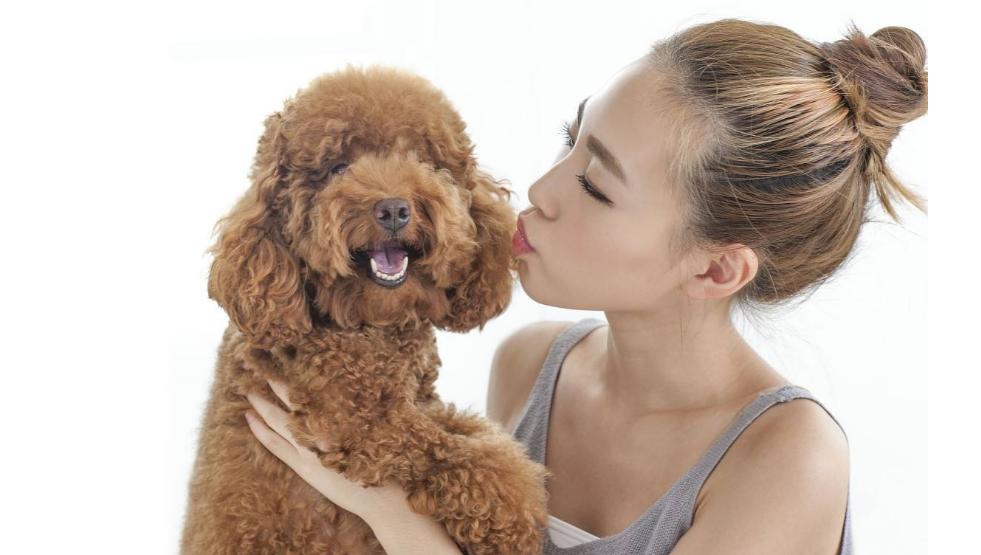 贵宾犬可以活到几年,贵宾犬狗的寿命大概是多久