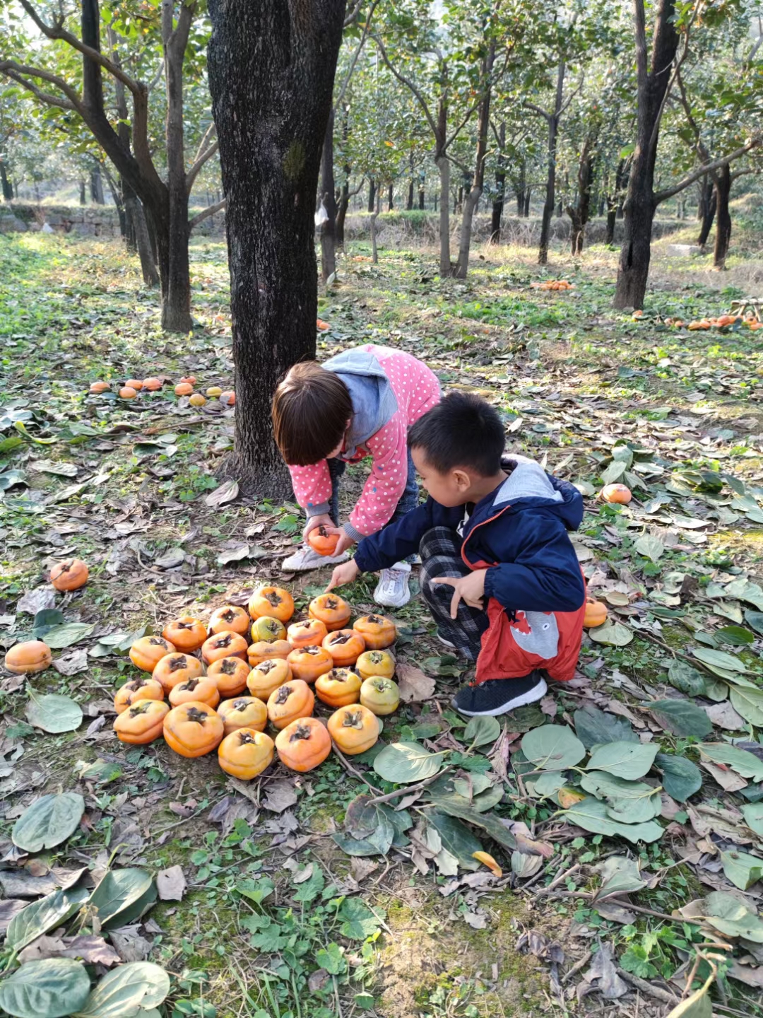周末带孩子一起来体验采摘的乐趣,周末带孩子体验田园采摘的快乐