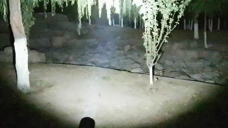 户外手电也能杀菌？FenixLD32手电化身成为抗疫EDC