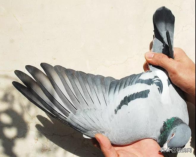 鉴鸽必背5个口诀,鉴鸽必背口诀图解