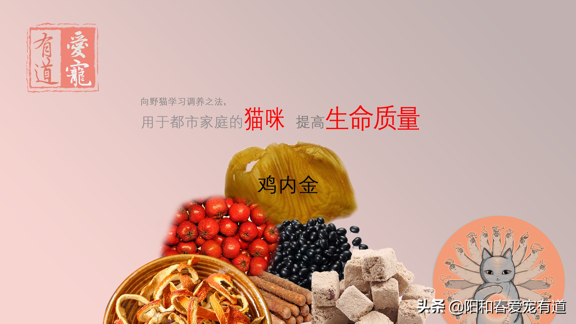 猫咪膀胱炎尿闭最佳治疗方法,猫膀胱炎尿道炎尿结石怎么区分