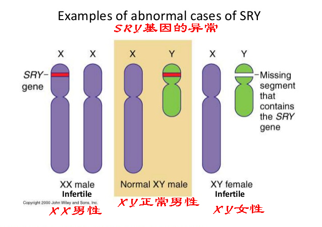 男性会没有y染色体吗,男性有可能没有y染色体吗